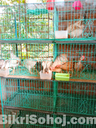 মুরগি কবুতরের ৮খোপের খাচা